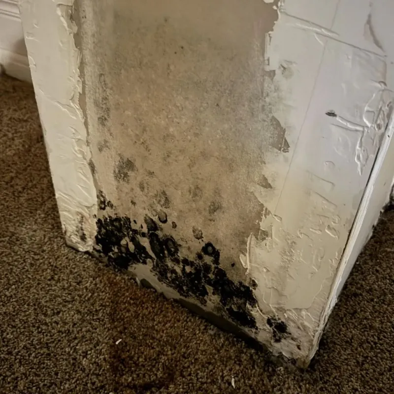 Professional Mold Removal in Farmington, MS